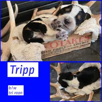 Tripp, a male English Springer Spaniel for sale in Marshall, MN – 1 of 1