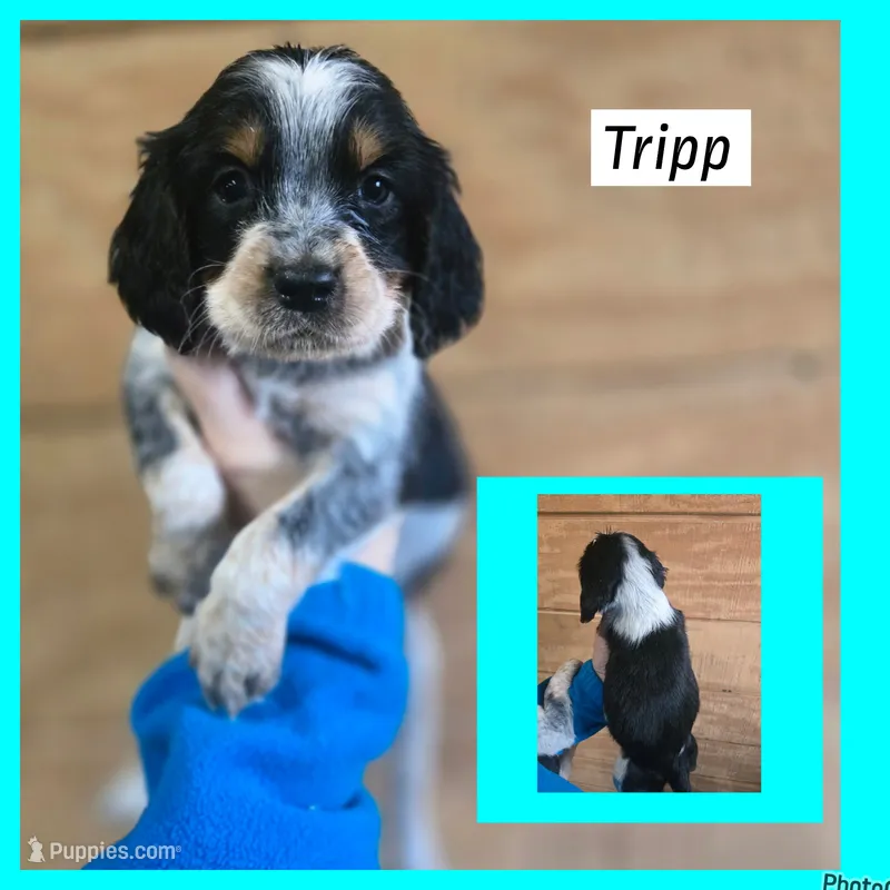 Tripp – English Springer Spaniel puppy for sale in Marshall, MN