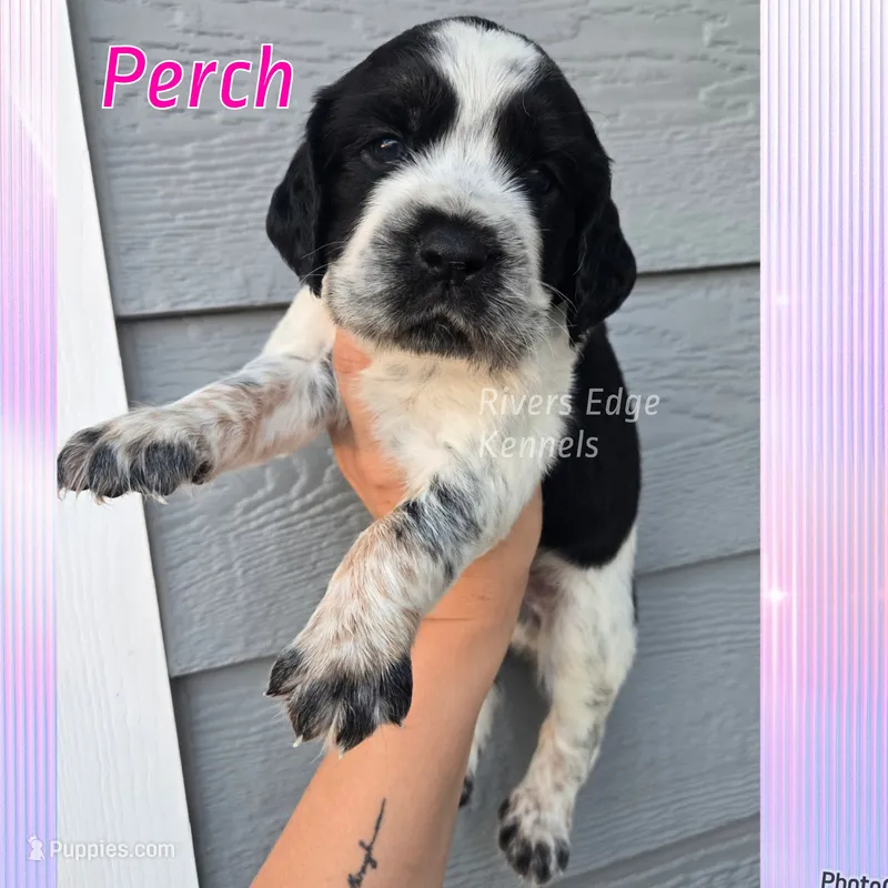 Perch – English Springer Spaniel puppy for sale in Marshall, MN
