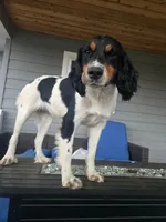 Beulah, a female English Springer Spaniel for sale in Marshall, MN – 4 of 9