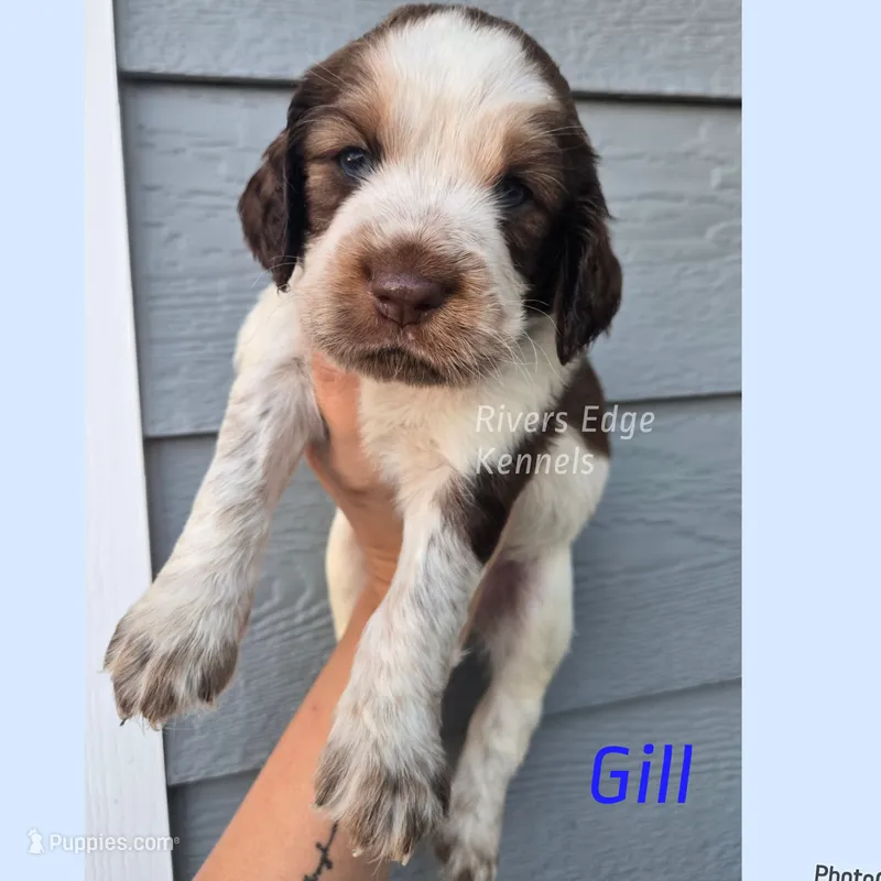 Gill – English Springer Spaniel puppy for sale in Marshall, MN