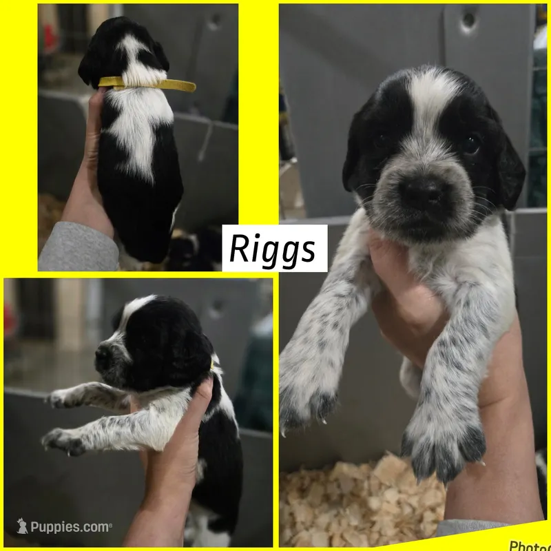 Riggs – English Springer Spaniel puppy for sale in Marshall, MN