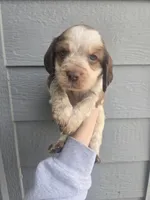 Trapper, a male English Springer Spaniel for sale in Marshall, MN – Photo 2 of 9