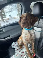 Trapper, a male English Springer Spaniel for sale in Marshall, MN – Photo 6 of 9