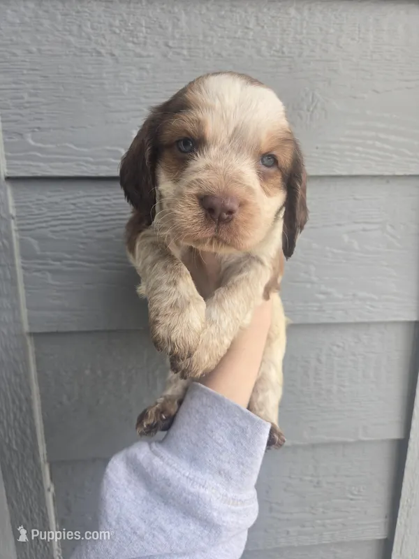 Trapper – English Springer Spaniel puppy for sale in Marshall, MN