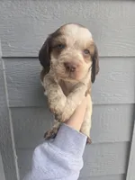 Trapper, a male English Springer Spaniel for sale in Marshall, MN – Photo 1 of 9