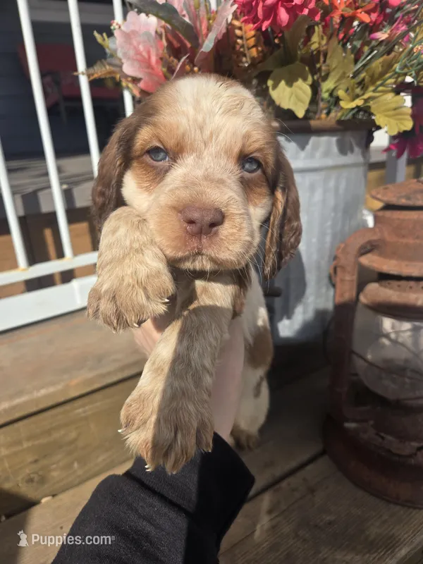 Trapper – English Springer Spaniel puppy for sale in Marshall, MN