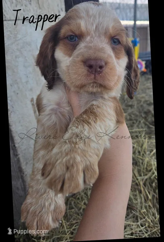 Trapper – English Springer Spaniel puppy for sale in Marshall, MN