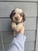 Trapper, a male English Springer Spaniel for sale in Marshall, MN – Photo 3 of 9