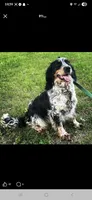 Bella, a female English Springer Spaniel for sale in Marshall, MN – Photo 1 of 2