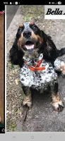 Bella, a female English Springer Spaniel for sale in Marshall, MN – Photo 2 of 2