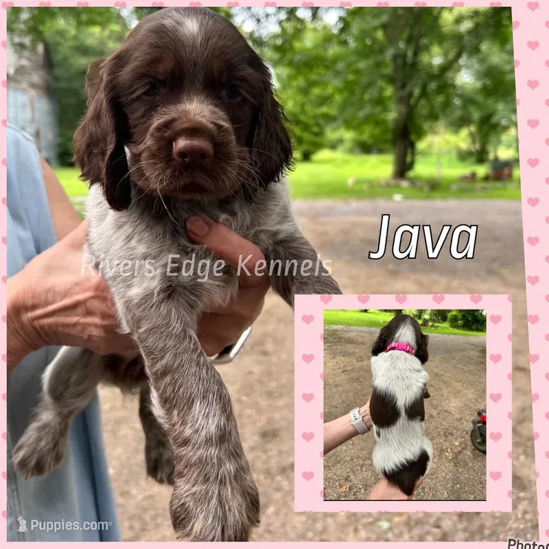 Java – English Springer Spaniel puppy for sale in Marshall, MN