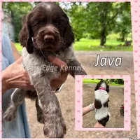 Java, a female English Springer Spaniel for sale in Marshall, MN – 1 of 1