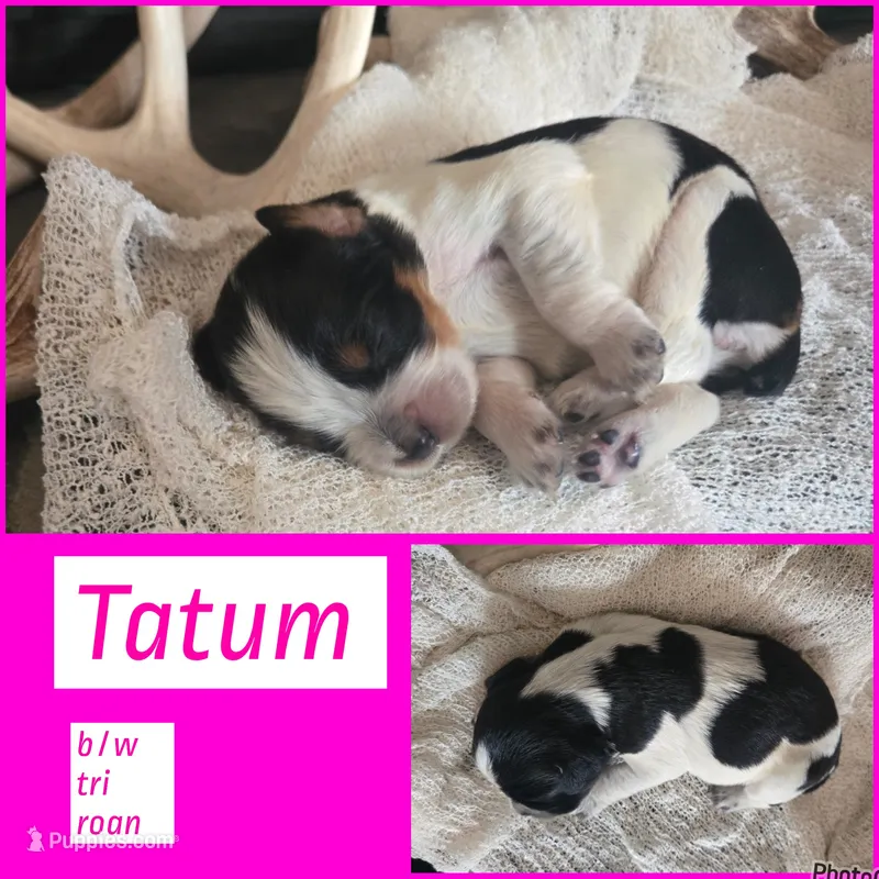 Tatum – English Springer Spaniel puppy for sale in Marshall, MN