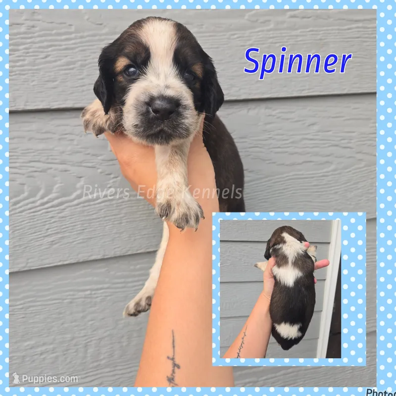 Spinner – English Springer Spaniel puppy for sale in Marshall, MN