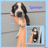 Spinner, a  English Springer Spaniel for sale in Marshall, MN – 1 of 1