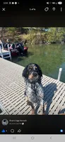 Cilla, a female English Springer Spaniel for sale in Marshall, MN – 7 of 9