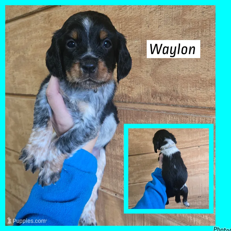 Waylon – English Springer Spaniel puppy on hold in Marshall, MN