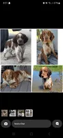 Beulah, a female English Springer Spaniel for sale in Marshall, MN – 9 of 9
