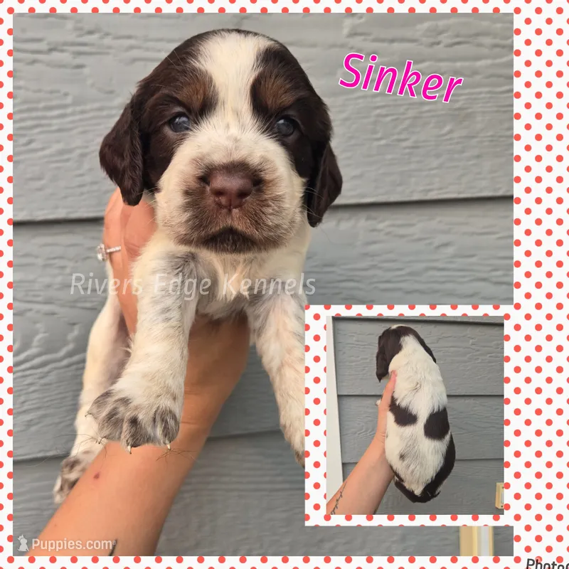 Sinker – English Springer Spaniel puppy for sale in Marshall, MN