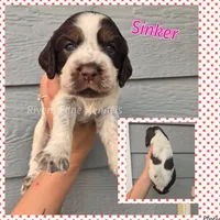 Sinker, a  English Springer Spaniel for sale in Marshall, MN – 1 of 1