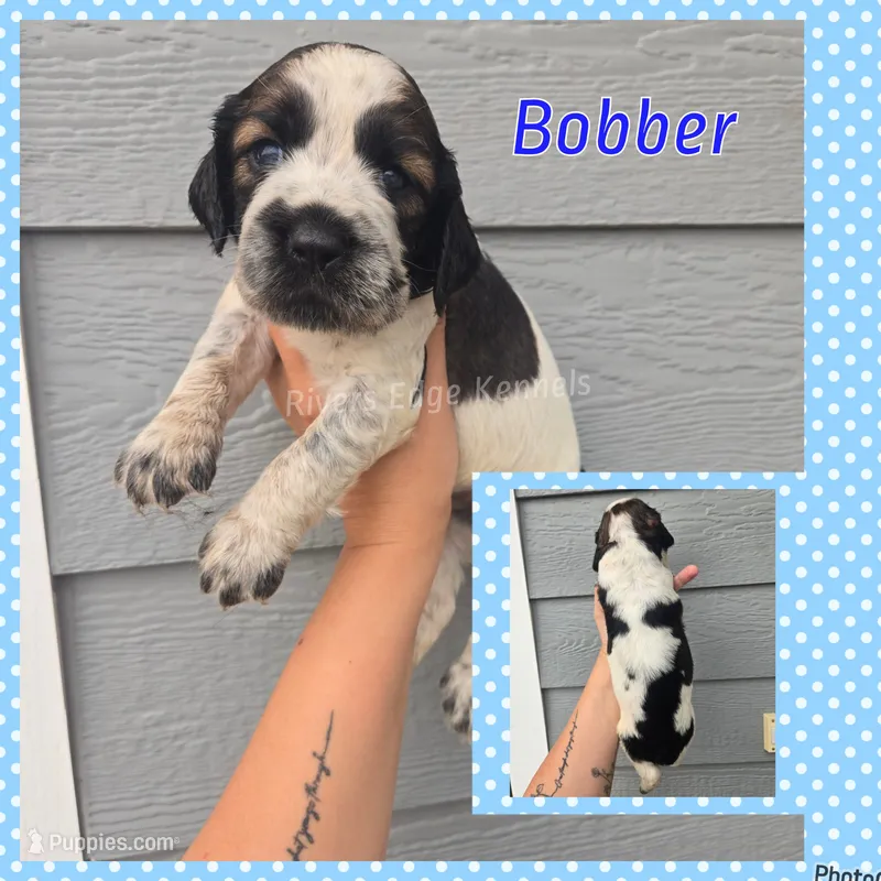 Bobber – English Springer Spaniel puppy for sale in Marshall, MN