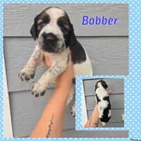 Bobber, a  English Springer Spaniel for sale in Marshall, MN – 1 of 1