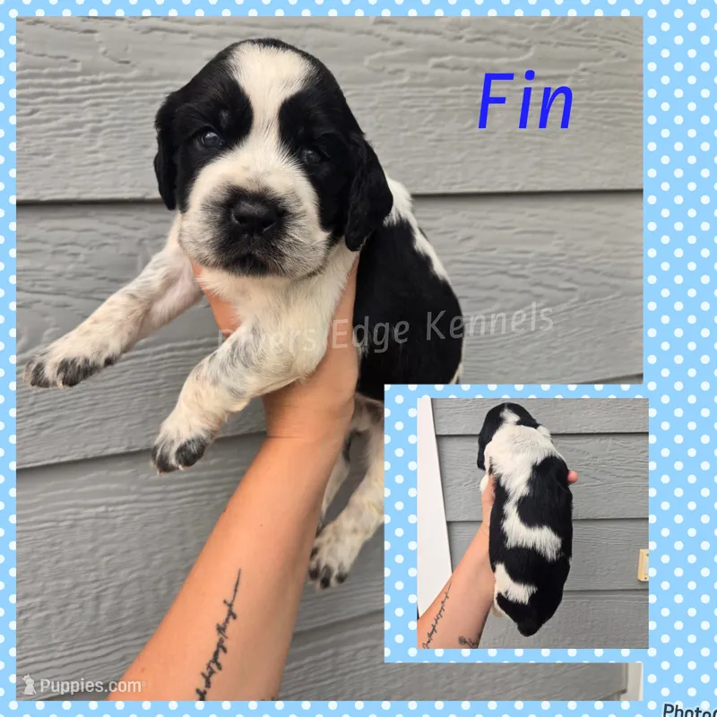 Fin – English Springer Spaniel puppy for sale in Marshall, MN