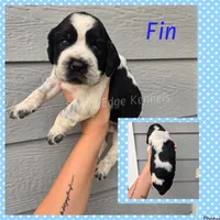 Fin, a male English Springer Spaniel for sale in Marshall, MN – 1 of 1