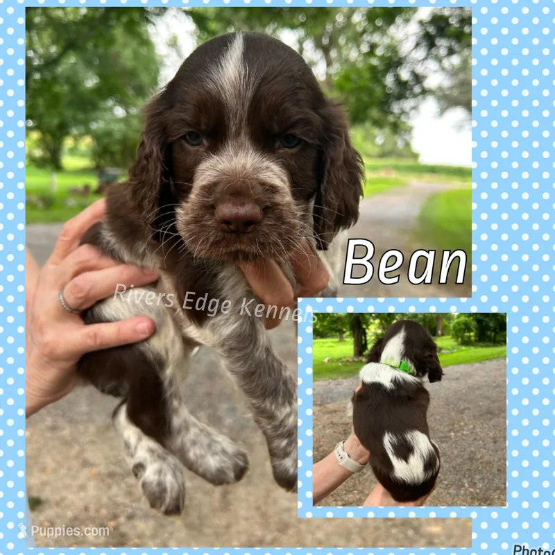 Bean – English Springer Spaniel puppy for sale in Marshall, MN