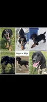 Loretta, a female English Springer Spaniel for sale in Marshall, MN – 2 of 2