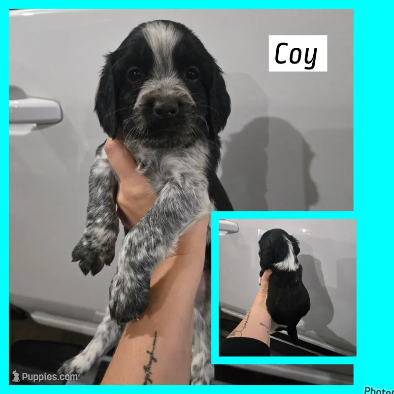 Coy – English Springer Spaniel puppy for sale in Marshall, MN