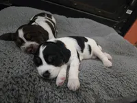 Beulah, a female English Springer Spaniel for sale in Marshall, MN – 6 of 9