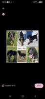 Rhett, a male English Springer Spaniel for sale in Marshall, MN – 2 of 2