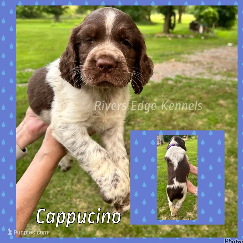 Cappucino – English Springer Spaniel puppy for sale in Marshall, MN