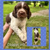 Cappucino, a male English Springer Spaniel for sale in Marshall, MN – 1 of 1