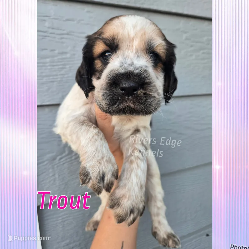 Trout  – English Springer Spaniel puppy for sale in Marshall, MN