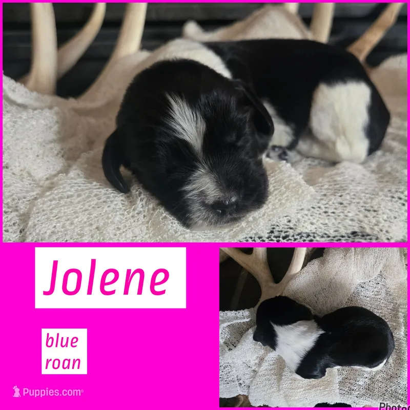 Jolene – English Springer Spaniel puppy for sale in Marshall, MN