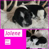 Jolene, a female English Springer Spaniel for sale in Marshall, MN – 1 of 2