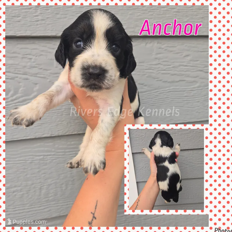 Anchor – English Springer Spaniel puppy for sale in Marshall, MN