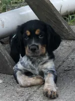 Cilla, a female English Springer Spaniel for sale in Marshall, MN – 3 of 9