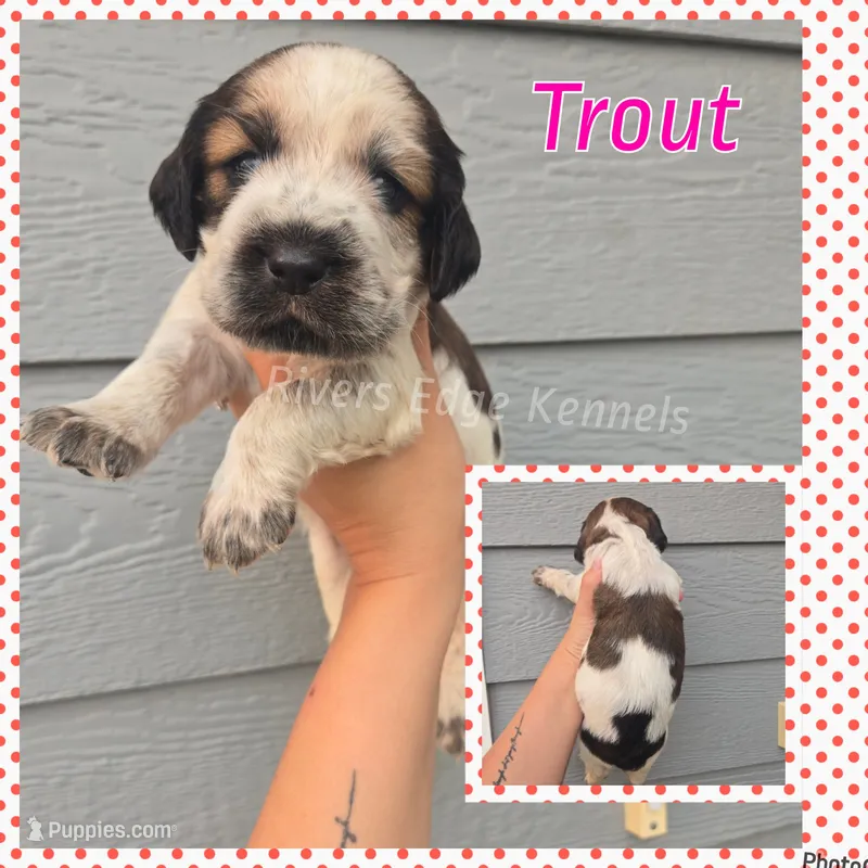 Trout  – English Springer Spaniel puppy for sale in Marshall, MN