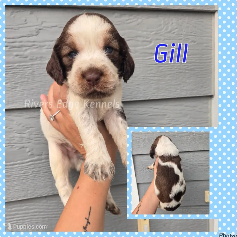 Gill – English Springer Spaniel puppy for sale in Marshall, MN