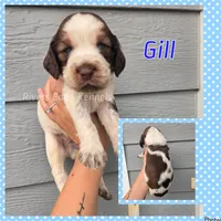 Gill, a  English Springer Spaniel for sale in Marshall, MN – 1 of 1