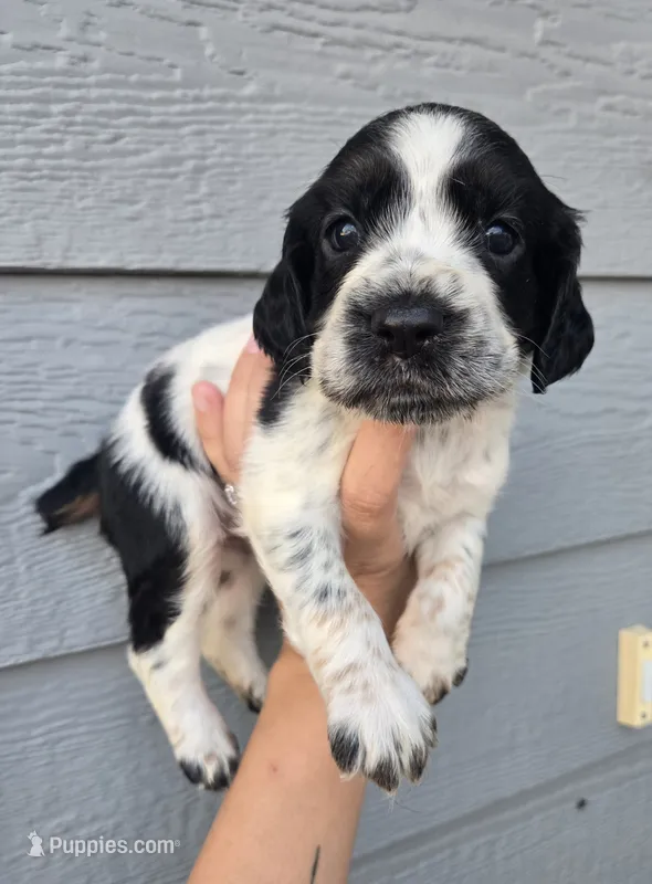 Anchor – English Springer Spaniel puppy for sale in Marshall, MN