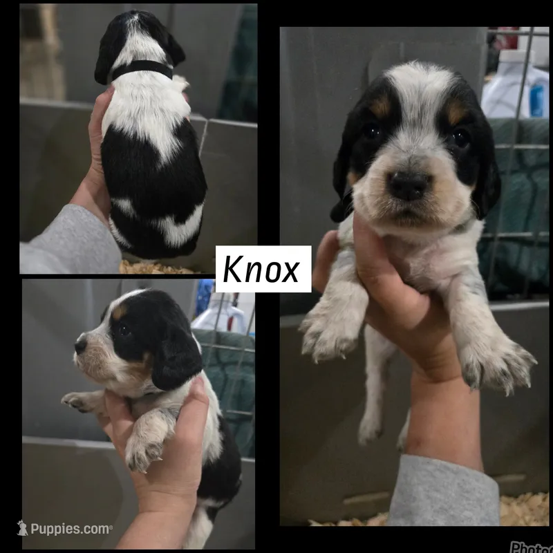 Knox – English Springer Spaniel puppy for sale in Marshall, MN