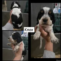 Knox, a male English Springer Spaniel for sale in Marshall, MN – 1 of 1