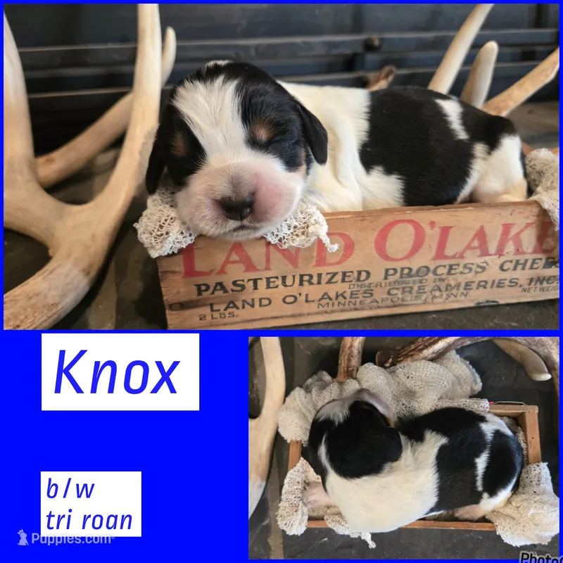 Knox – English Springer Spaniel puppy for sale in Marshall, MN