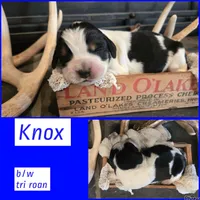 Knox, a male English Springer Spaniel for sale in Marshall, MN – 1 of 2