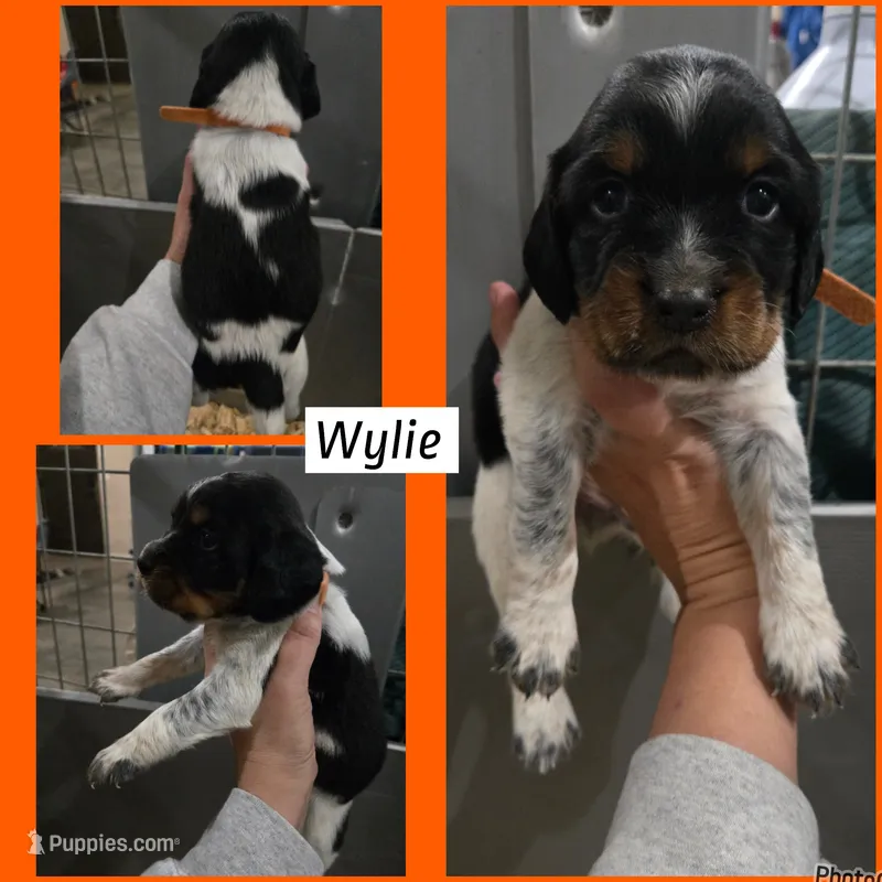 Wylie – English Springer Spaniel puppy for sale in Marshall, MN